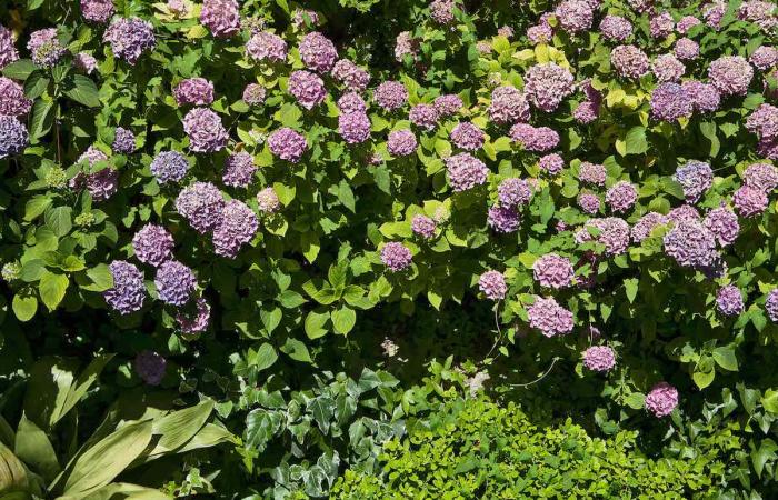Un'esplosione di ortensie viola e rosa tra foglie verdi, vibrante e rigogliosa.